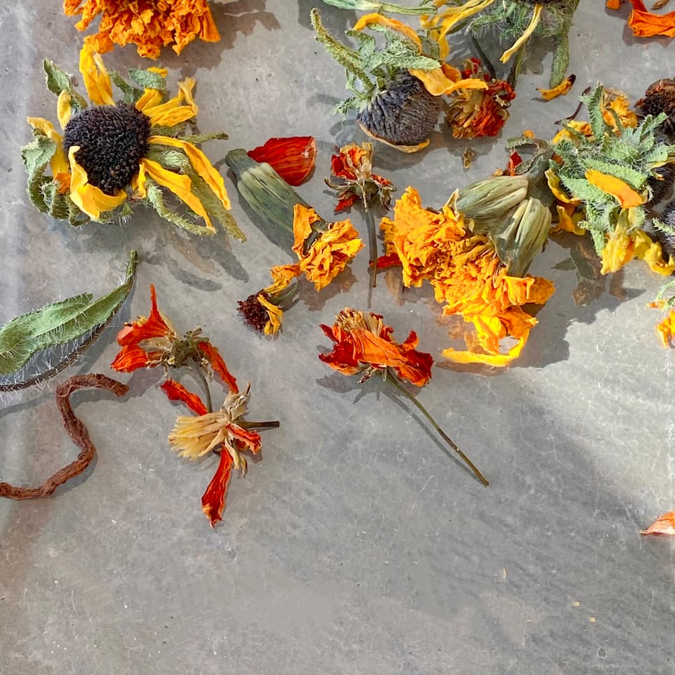 Dried orange and yellow flowers scattered artfully on a smooth gray surface evoke an elegant bridal collection, with their wilted petals in a charming array. Bright sunlight casts shadows, accentuating the distinct textures achieved using the Natural Dye Kit by Noémiah.