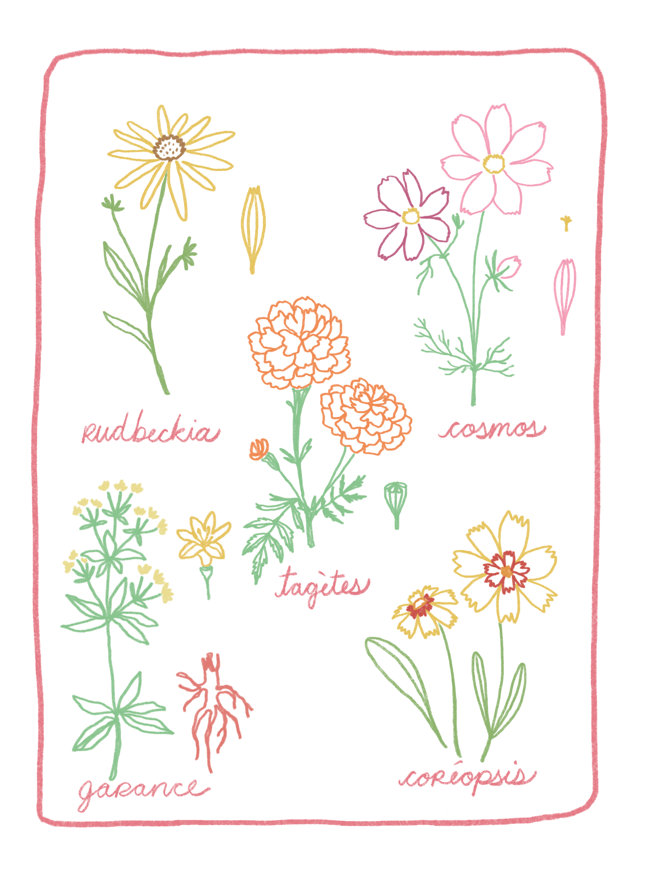 Illustrated flowers, elegantly labeled with their names—rudbeckia, cosmos, tagetes, garance, and coreopsis—adorn the design of Noémiah's Natural Dye Kit like a bridal collection. The vibrant illustrations on a black background produce a distinctive effect framed by an enchanting pink border.