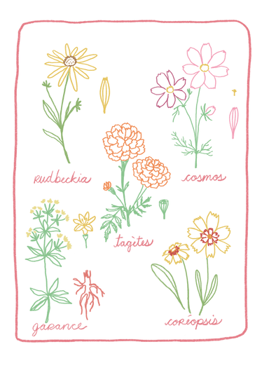 Illustrated flowers, elegantly labeled with their names—rudbeckia, cosmos, tagetes, garance, and coreopsis—adorn the design of Noémiah's Natural Dye Kit like a bridal collection. The vibrant illustrations on a black background produce a distinctive effect framed by an enchanting pink border.