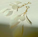 The Pamela Earrings by Noémiah are sophisticated, tarnish-resistant gold-plated earrings featuring delicate, translucent white petal-like shapes attached to gold hoops, elegantly resting on a light surface with gentle shadows.